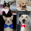 Dogs Accessories Pet Kawaii Dog Cat Necklace Adjustable Strap for Cat Collar Pet Dog Bow Tie Puppy Bow Ties Dog Pet Supplies