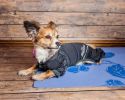 Dog Helios 'Namastail' Lightweight 4-Way Stretch Breathable Full Bodied Performance Yoga Dog Hoodie Tracksuit